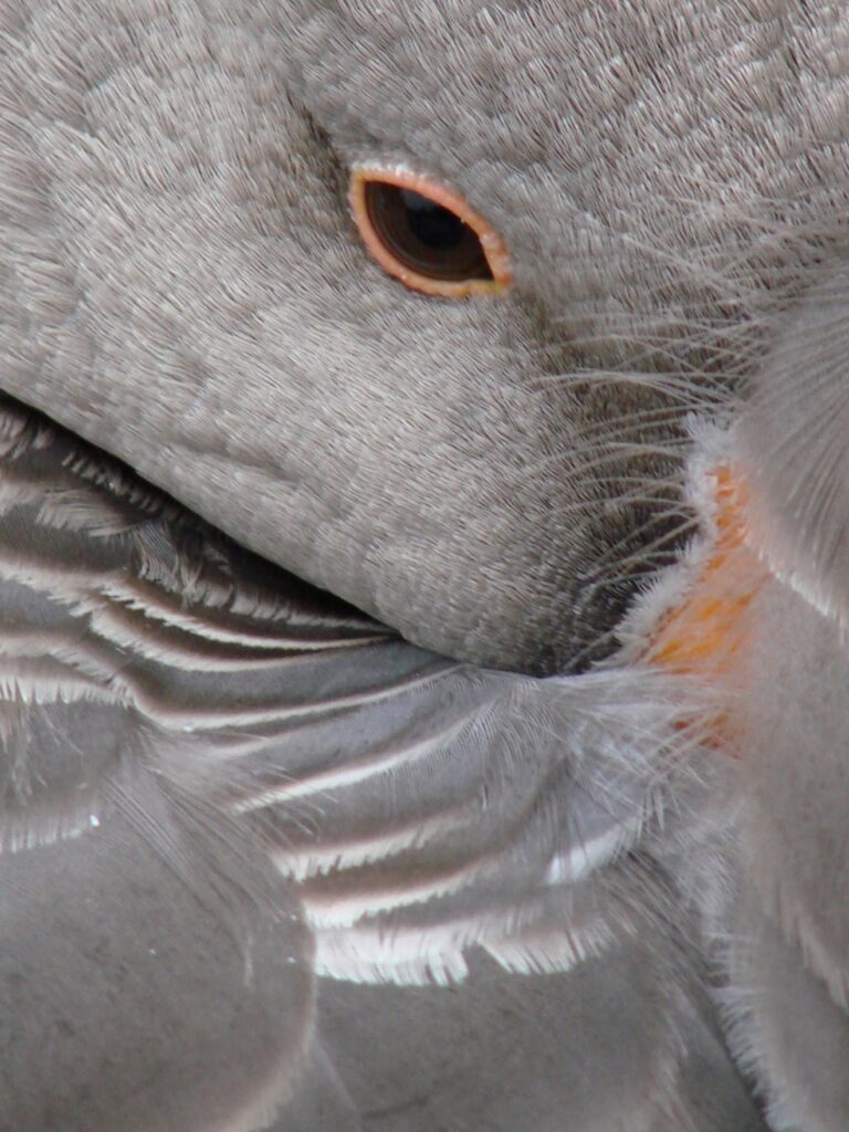 Zauberhafte Tierwelt - Bild 106