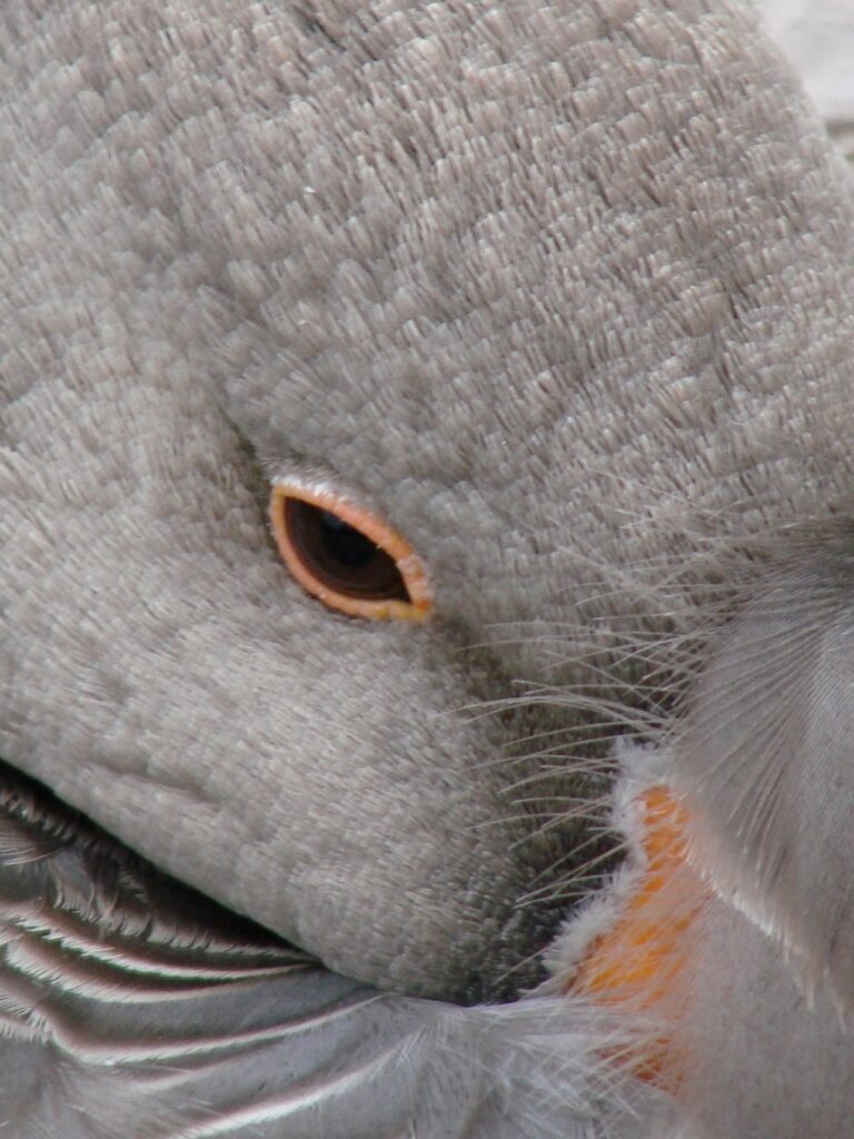 Zauberhafte Tierwelt - Bild 107