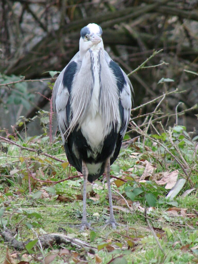 Zauberhafte Tierwelt - Bild 112