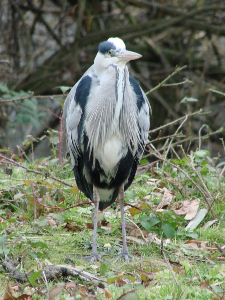 Zauberhafte Tierwelt - Bild 113