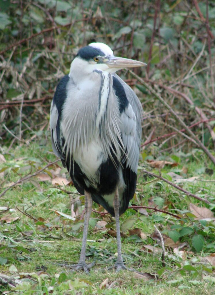 Zauberhafte Tierwelt - Bild 114