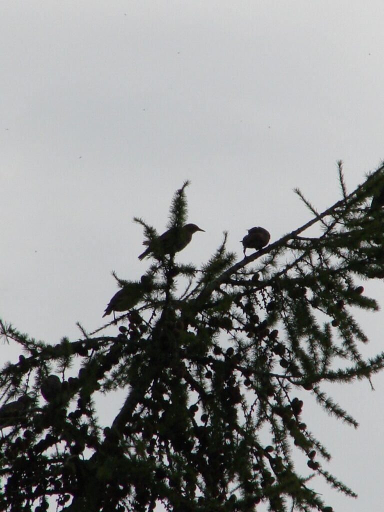 Zauberhafte Tierwelt - Bild 117