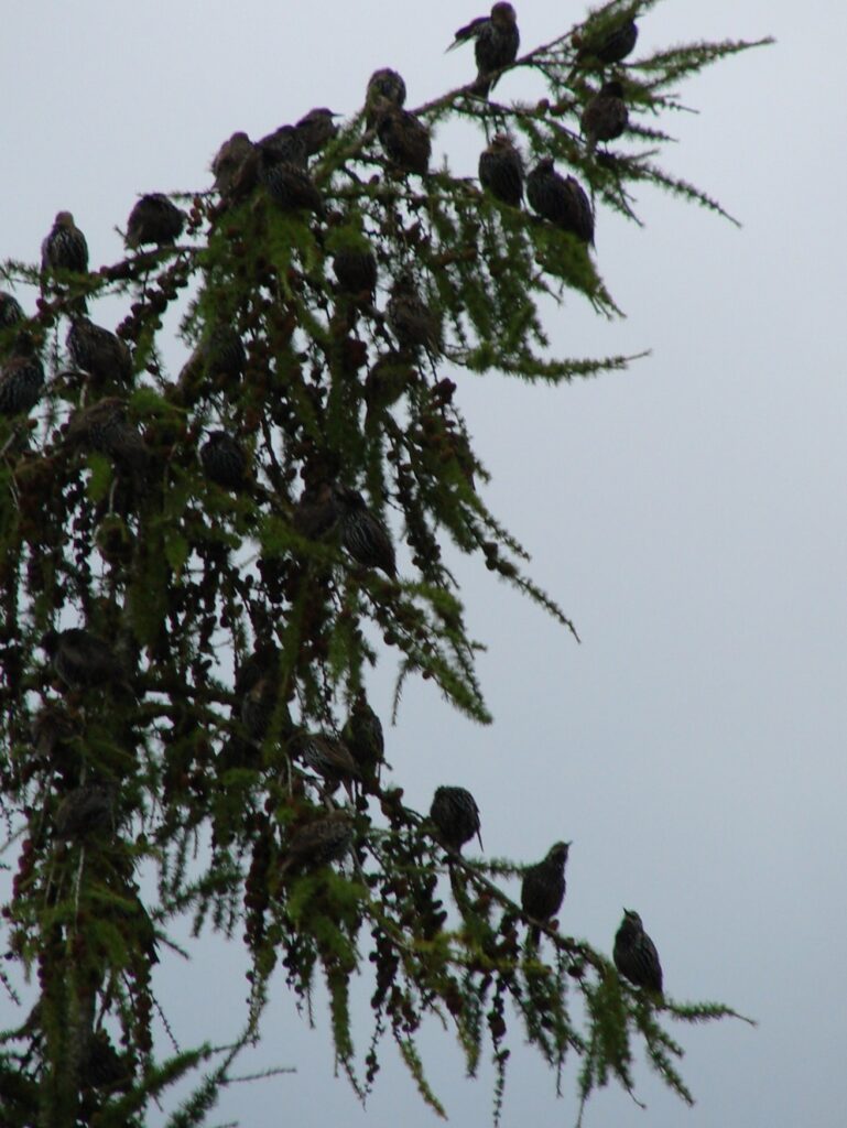 Zauberhafte Tierwelt - Bild 118
