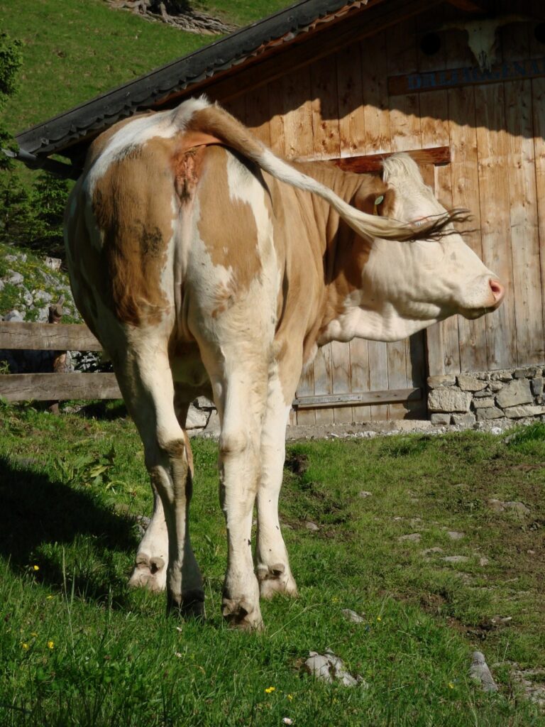 Zauberhafte Tierwelt - Bild 12