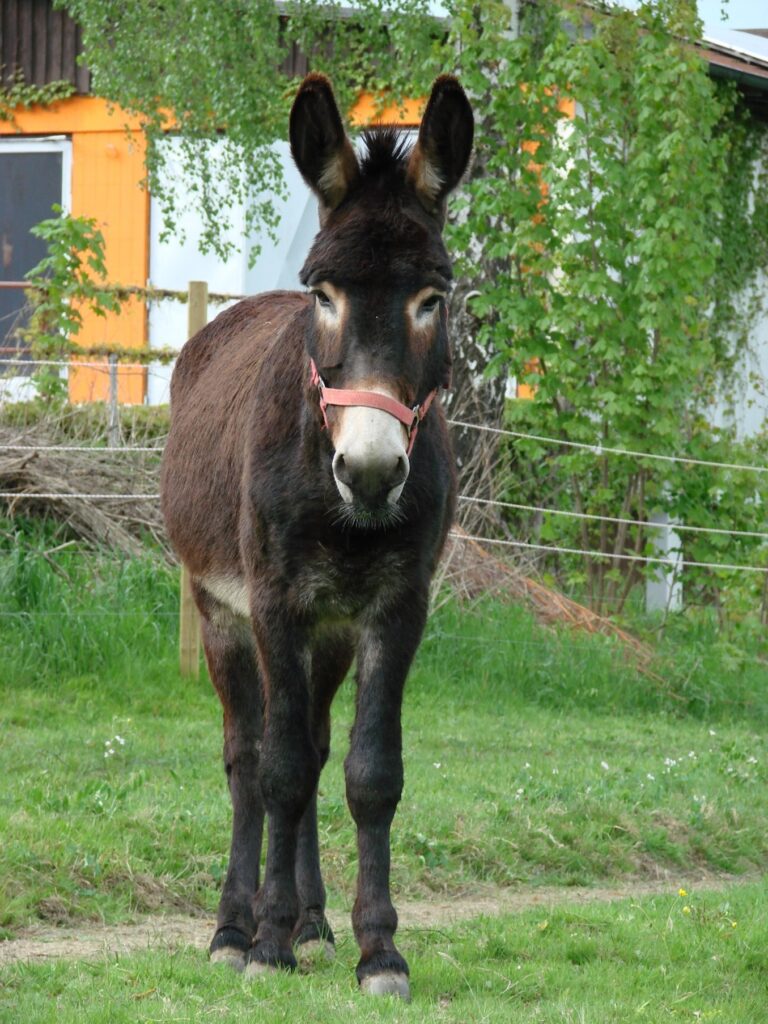 Zauberhafte Tierwelt - Bild 121