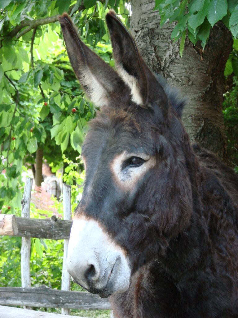 Zauberhafte Tierwelt - Bild 123