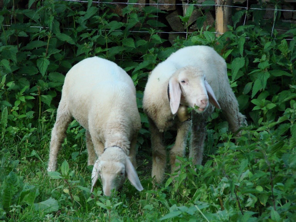 Zauberhafte Tierwelt - Bild 127