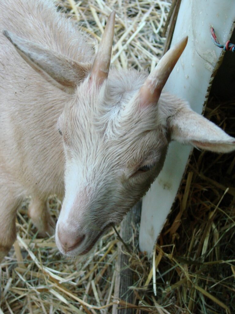Zauberhafte Tierwelt - Bild 130