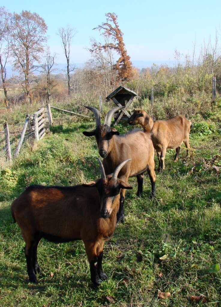 Zauberhafte Tierwelt - Bild 131