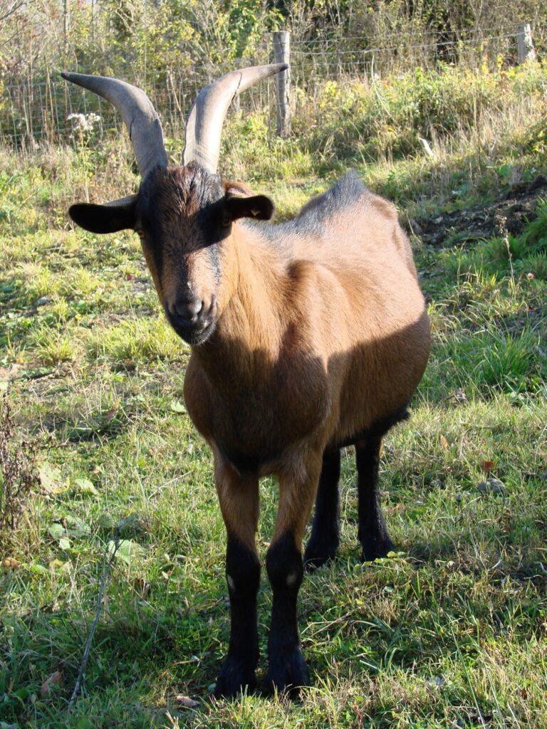 Zauberhafte Tierwelt - Bild 132