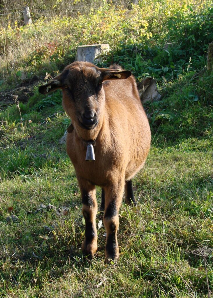 Zauberhafte Tierwelt - Bild 133