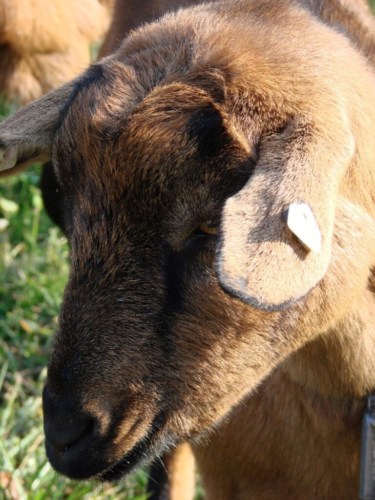 Zauberhafte Tierwelt - Bild 134