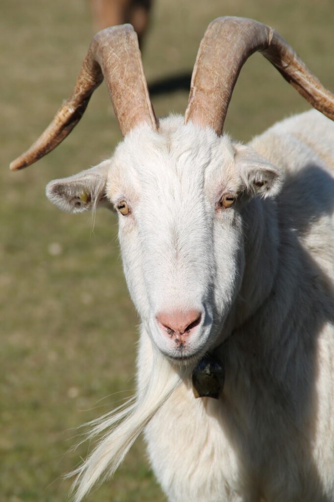 Zauberhafte Tierwelt - Bild 136