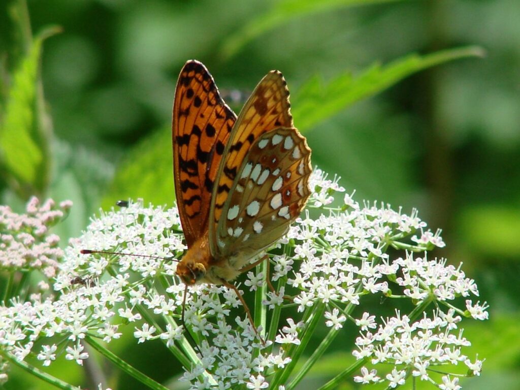 Zauberhafte Tierwelt - Bild 141