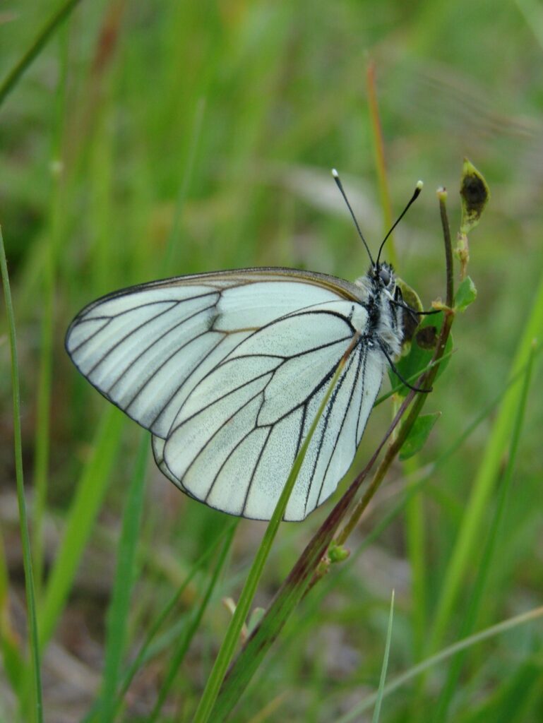 Zauberhafte Tierwelt - Bild 144
