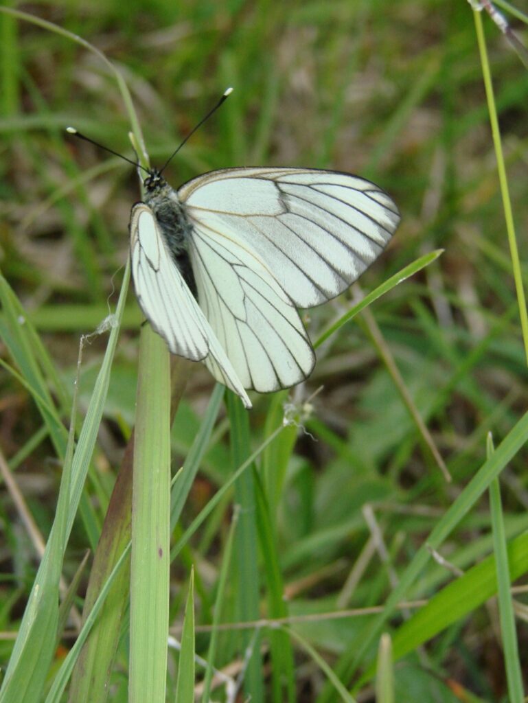 Zauberhafte Tierwelt - Bild 147