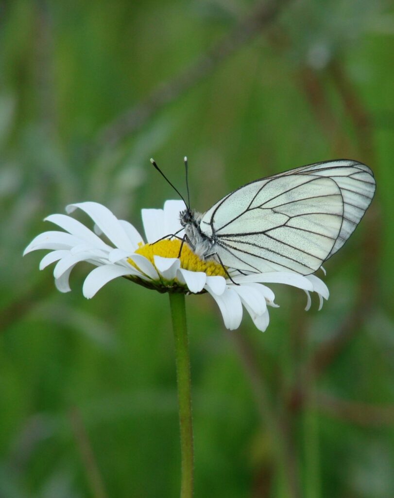 Zauberhafte Tierwelt - Bild 148