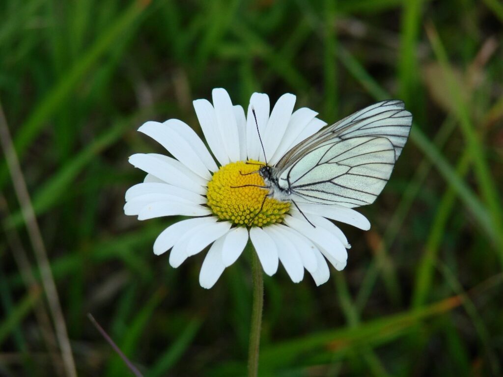 Zauberhafte Tierwelt - Bild 149