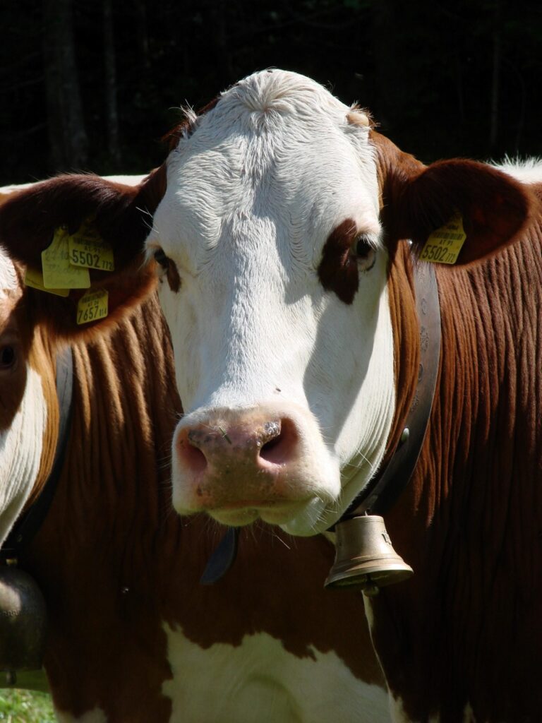 Zauberhafte Tierwelt - Bild 19