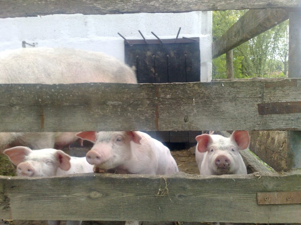 Zauberhafte Tierwelt - Bild 2