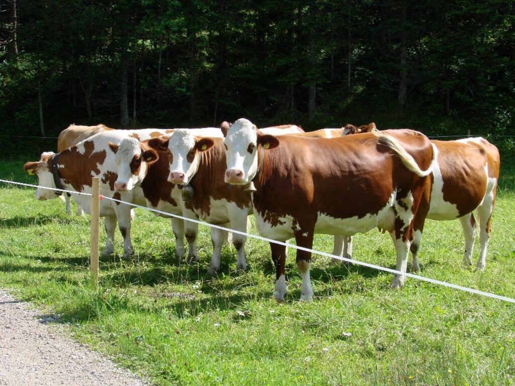 Zauberhafte Tierwelt - Bild 21