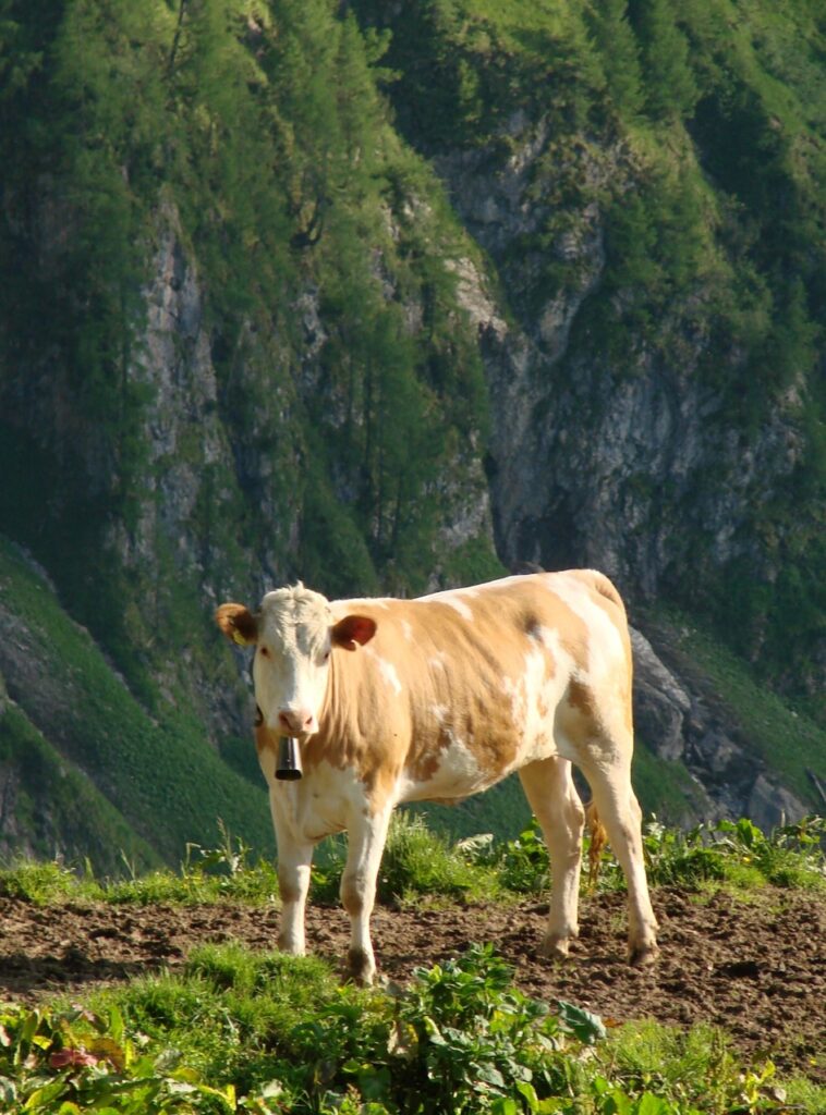 Zauberhafte Tierwelt - Bild 23
