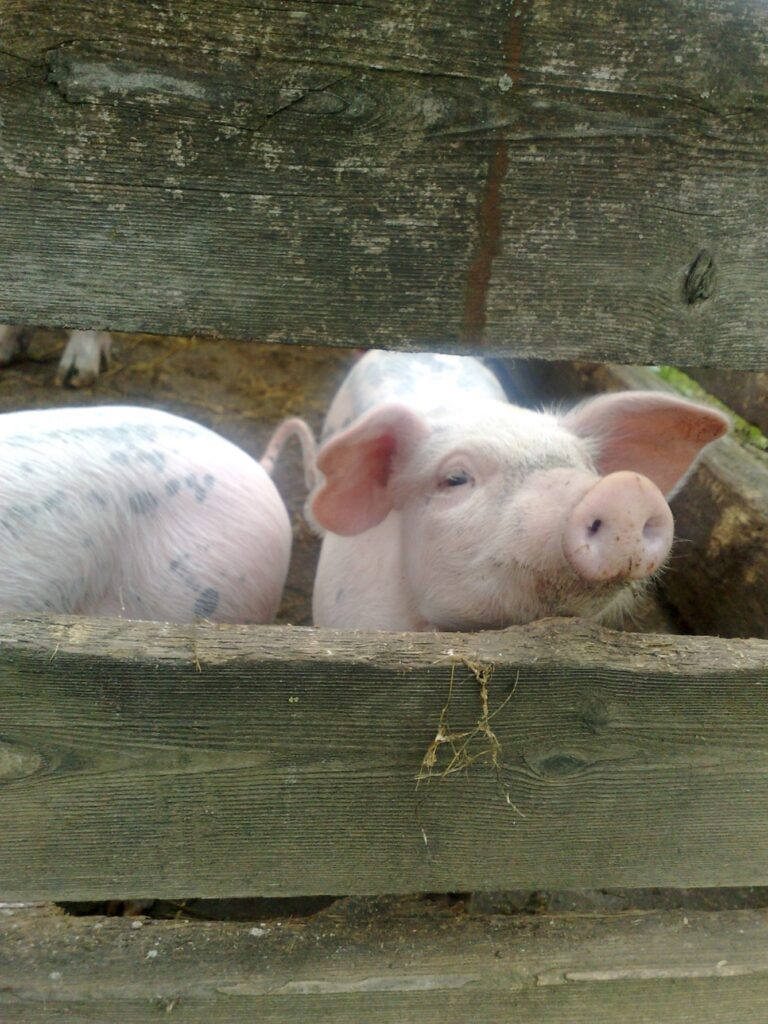 Zauberhafte Tierwelt - Bild 3