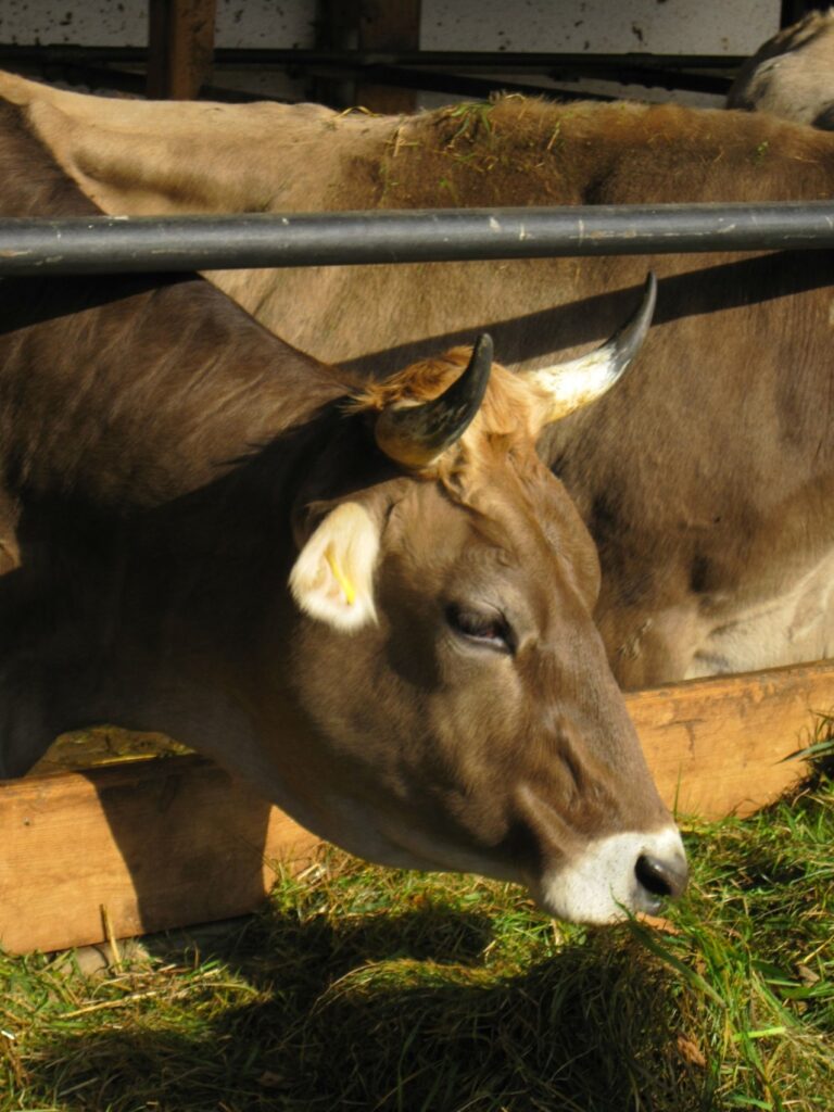 Zauberhafte Tierwelt - Bild 30