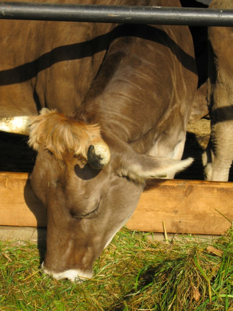 Zauberhafte Tierwelt - Bild 31
