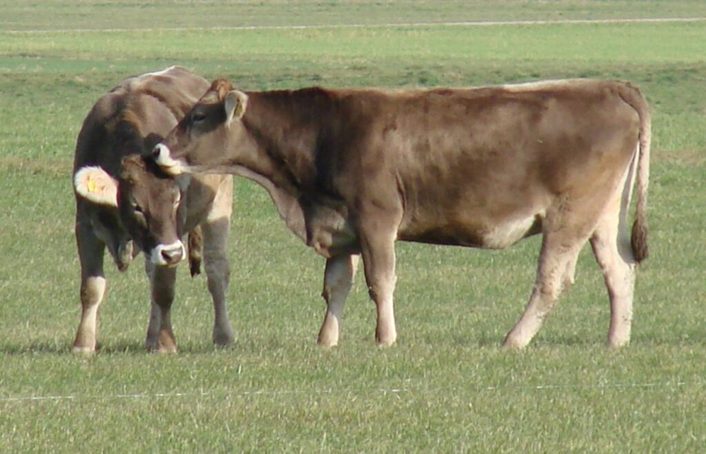 Zauberhafte Tierwelt - Bild 32