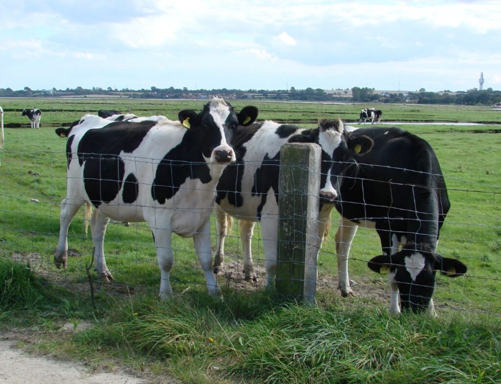 Zauberhafte Tierwelt - Bild 33