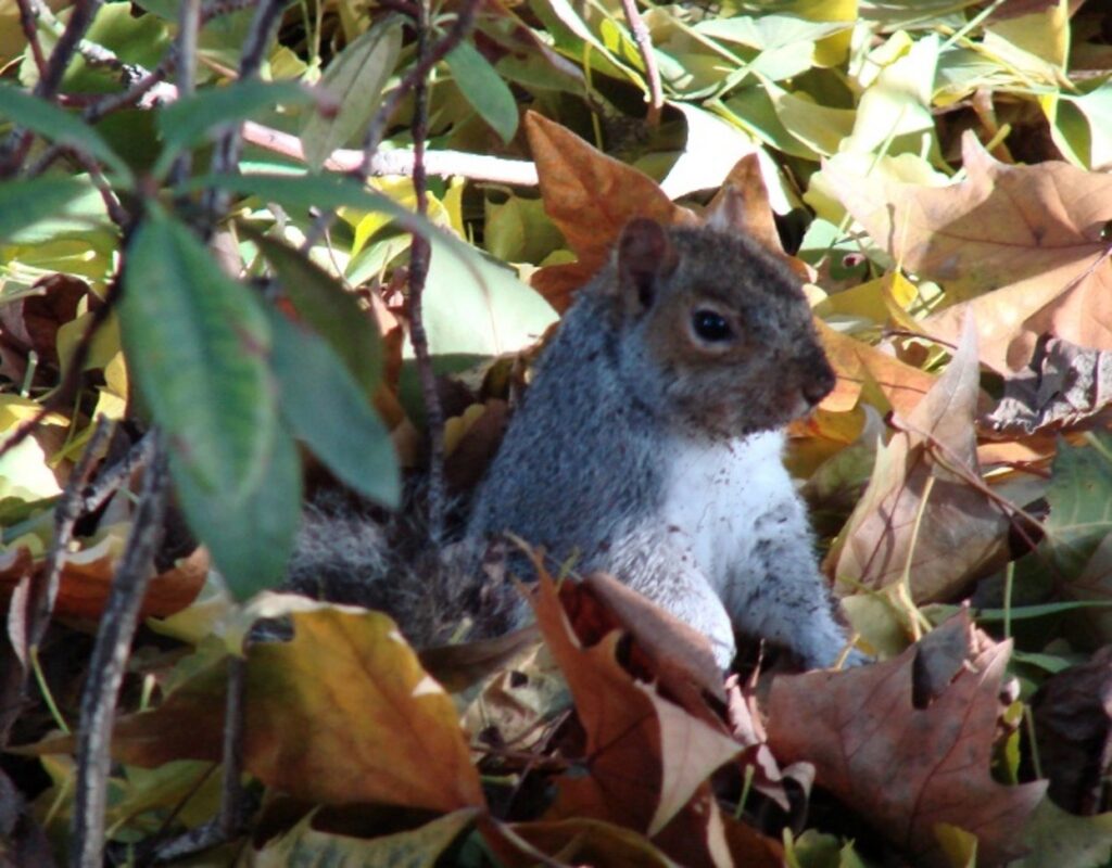 Zauberhafte Tierwelt - Bild 34