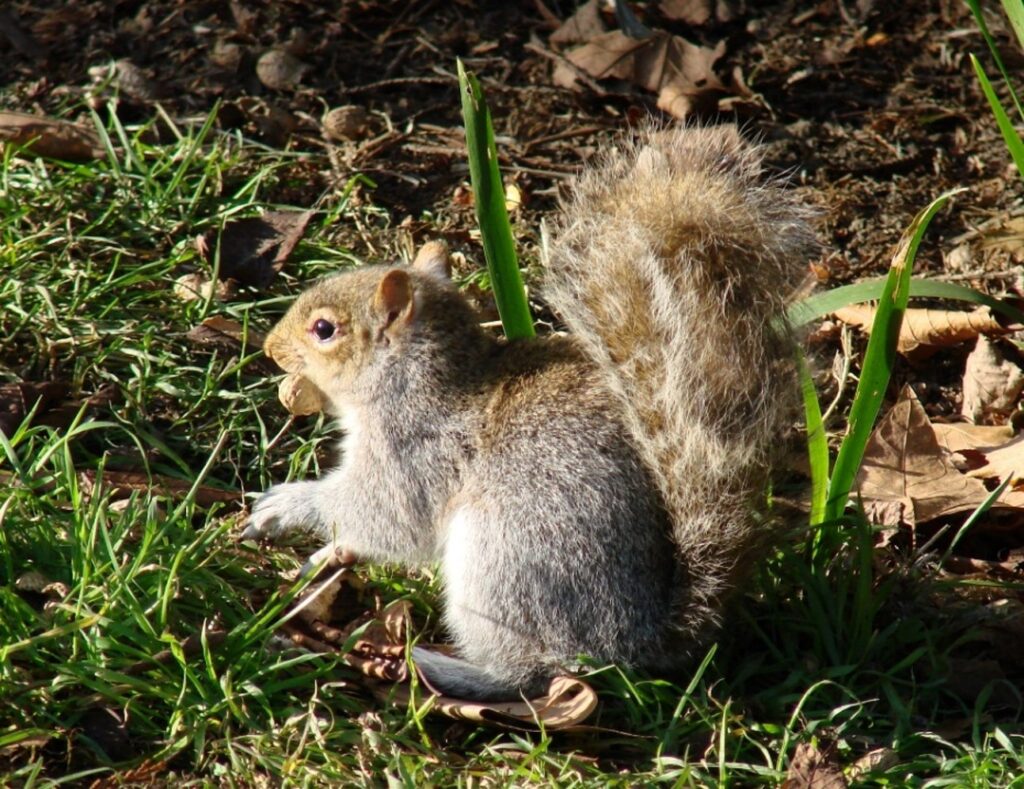 Zauberhafte Tierwelt - Bild 36