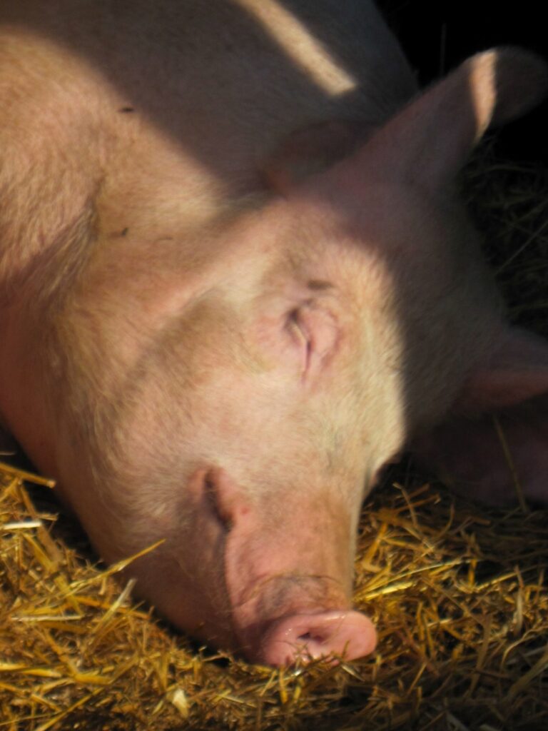 Zauberhafte Tierwelt - Bild 5