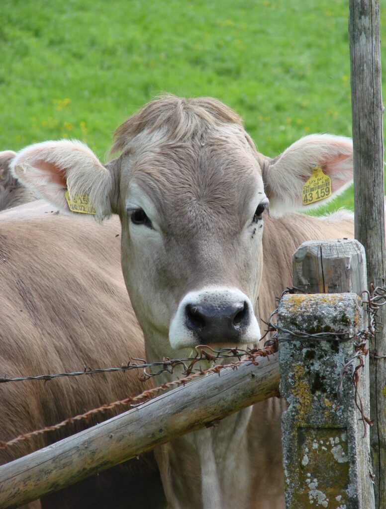 Zauberhafte Tierwelt - Bild 6