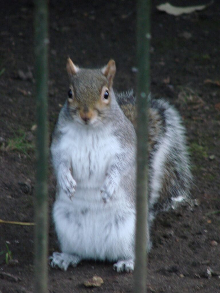 Zauberhafte Tierwelt - Bild 62