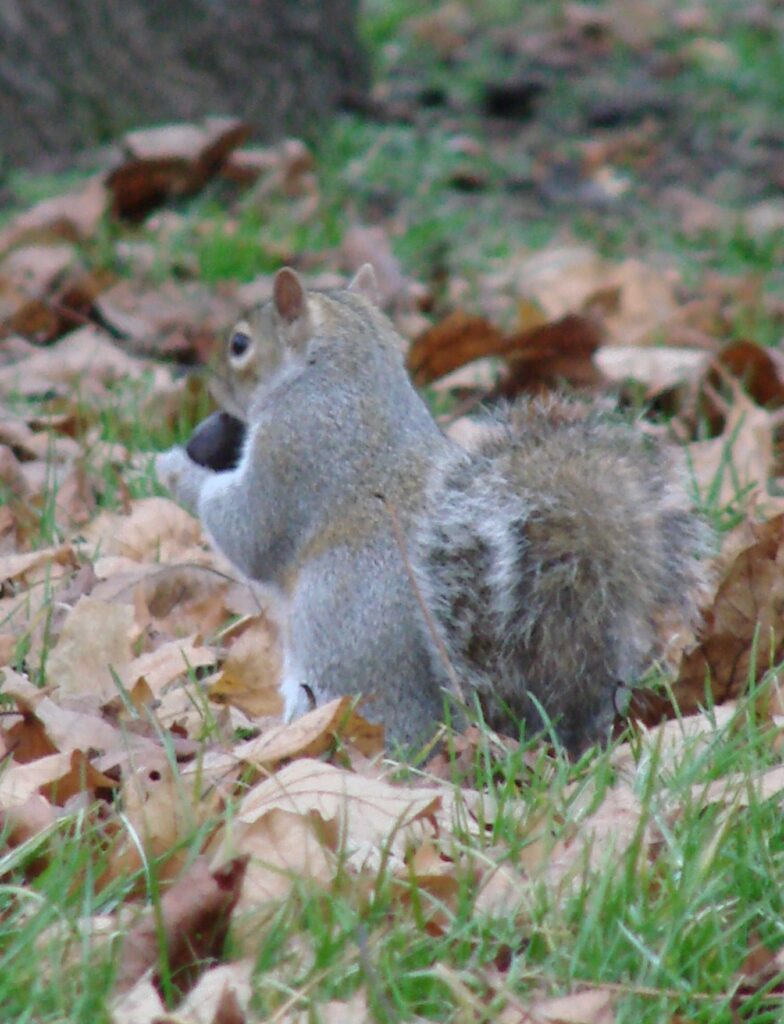 Zauberhafte Tierwelt - Bild 66