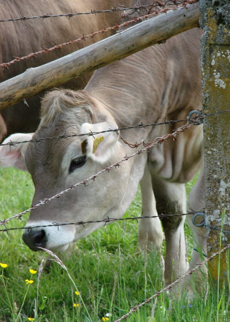 Zauberhafte Tierwelt - Bild 7
