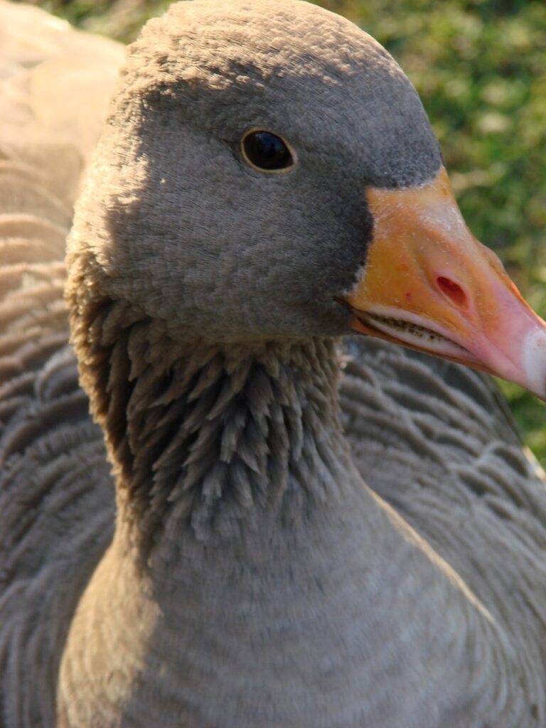Zauberhafte Tierwelt - Bild 70