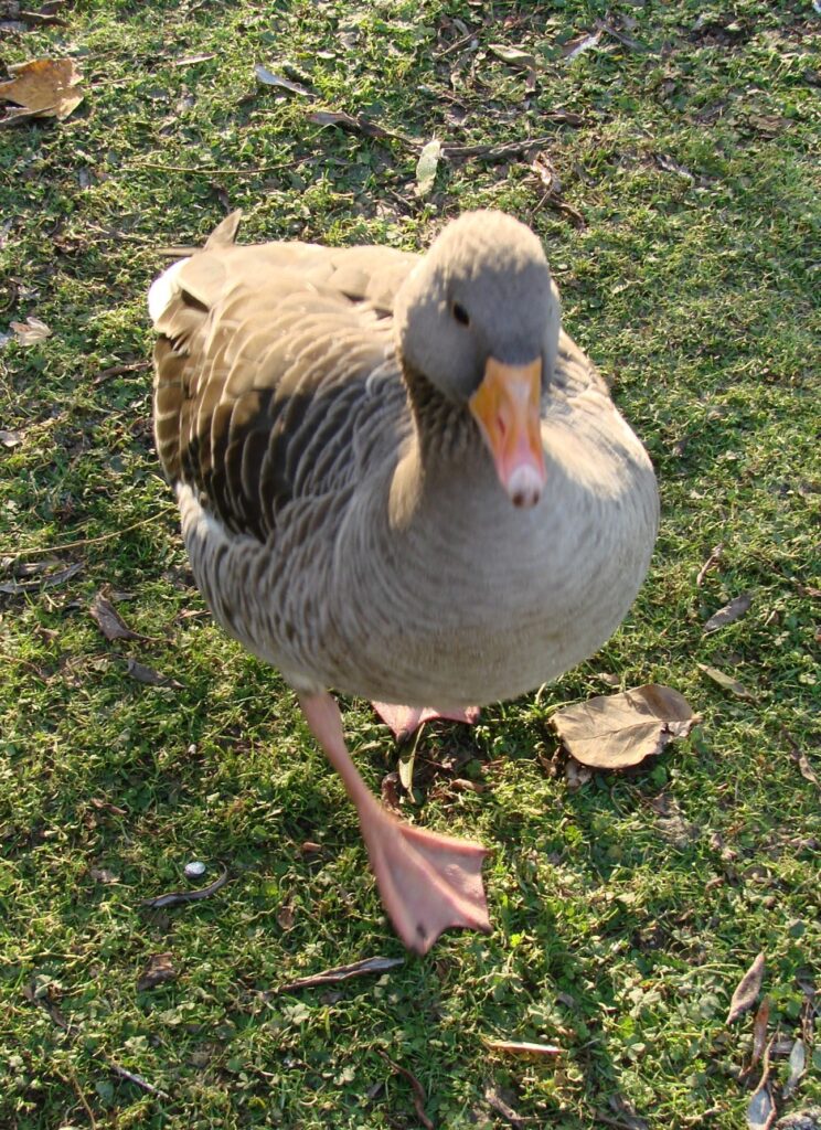 Zauberhafte Tierwelt - Bild 72