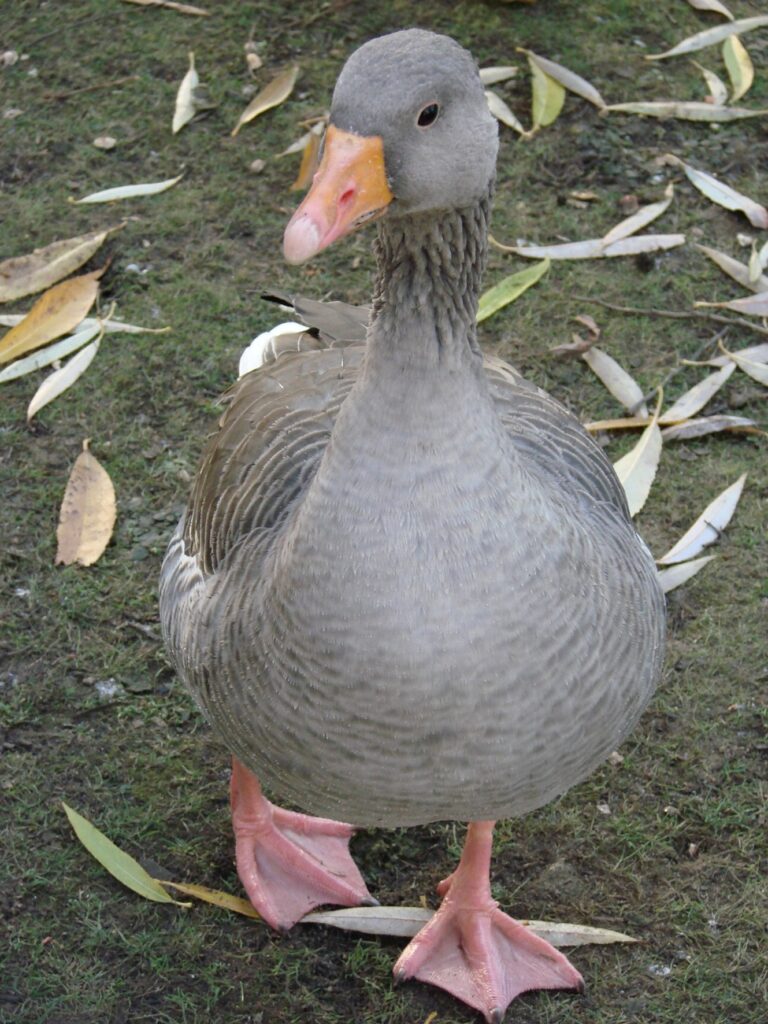 Zauberhafte Tierwelt - Bild 73