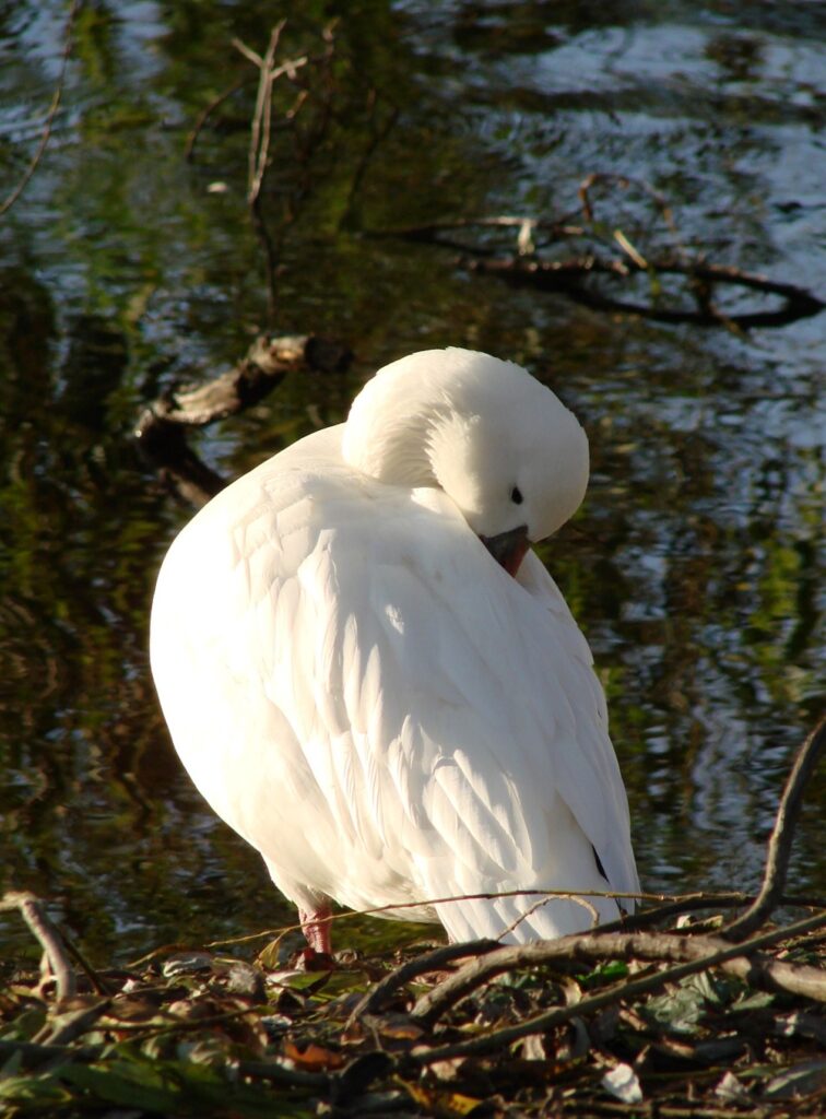 Zauberhafte Tierwelt - Bild 74