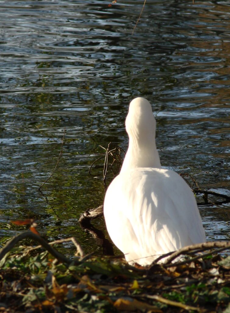 Zauberhafte Tierwelt - Bild 75