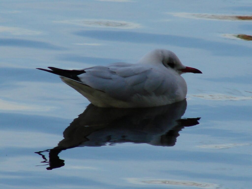 Zauberhafte Tierwelt - Bild 76