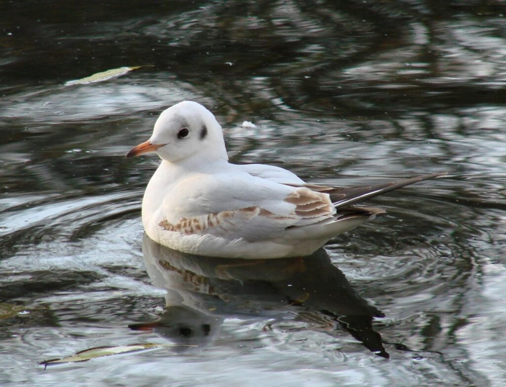 Zauberhafte Tierwelt - Bild 77