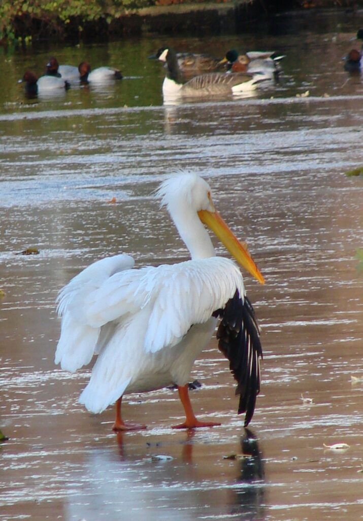 Zauberhafte Tierwelt - Bild 78