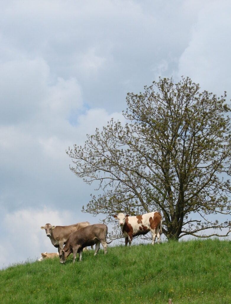 Zauberhafte Tierwelt - Bild 8