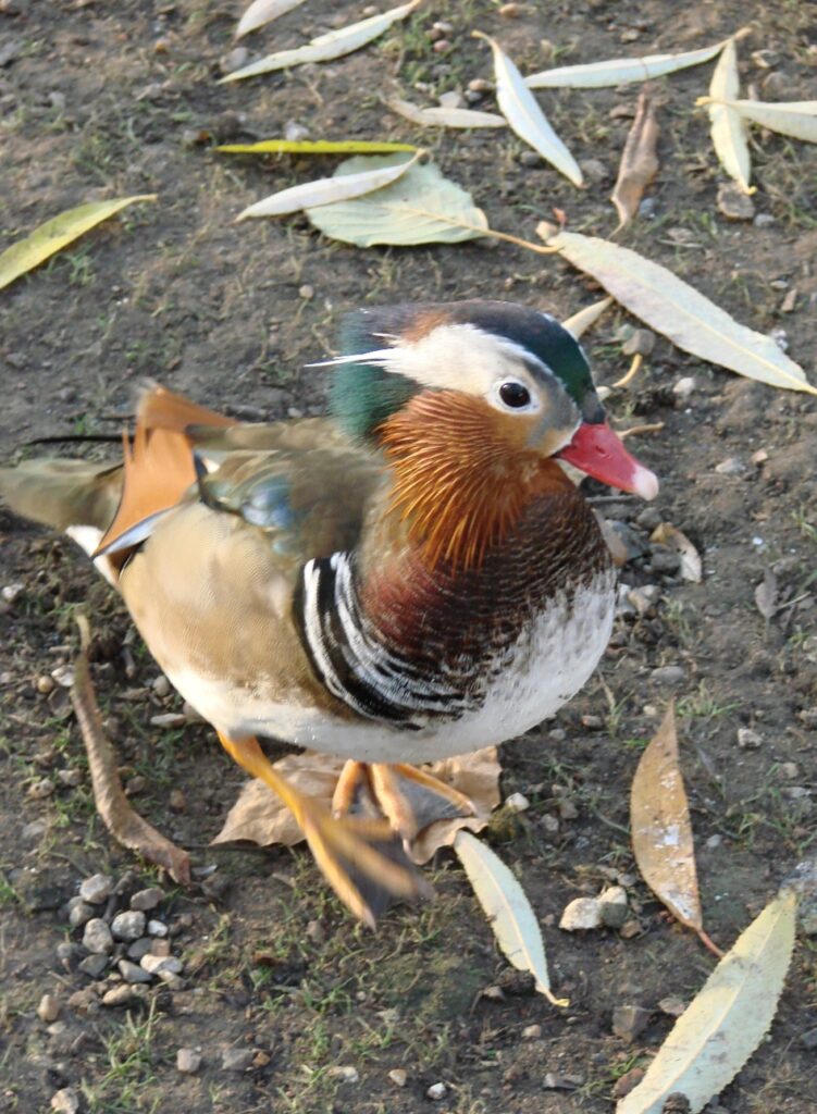 Zauberhafte Tierwelt - Bild 84