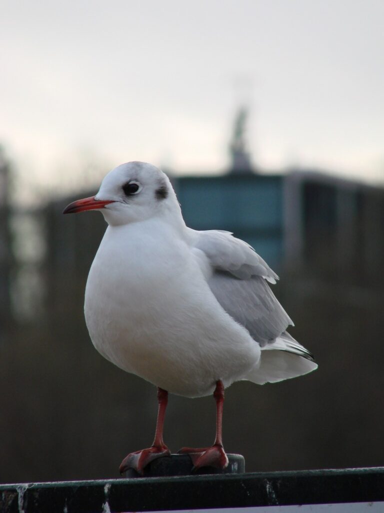 Zauberhafte Tierwelt - Bild 87