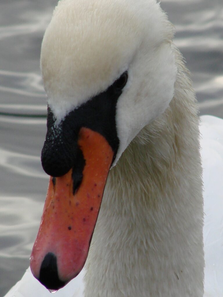 Zauberhafte Tierwelt - Bild 88